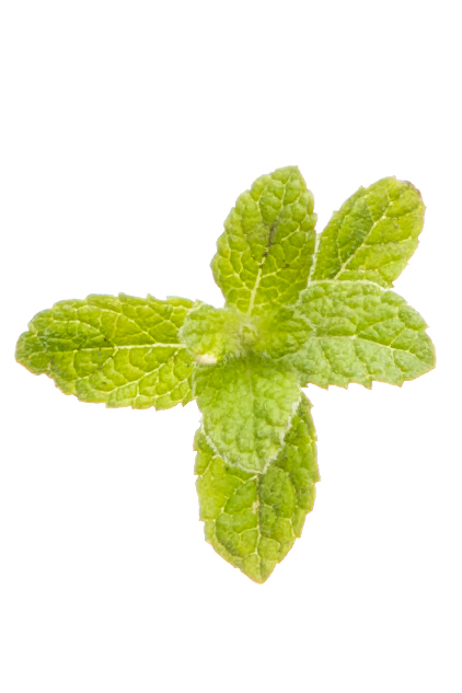 DoTerra Peppermint - Leaf - Healthy Living - TIOLI Moments