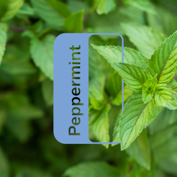 DoTerra Peppermint info - Healthy Living - TIOLI Moments