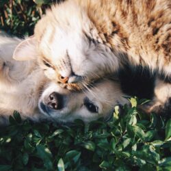 Animals