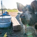 pexels-brett-sayles-4602357 Taste Testers Wanted for Pork Recipes - Healthy Living Meals