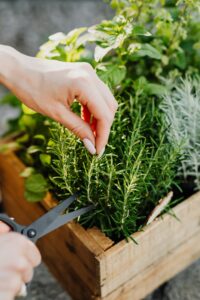 Clipping Rosemary - Herb 