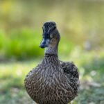 pexels-simge-tek-17225863 Taste Testers Wanted for Duck Recipes - Healthy Living Meals